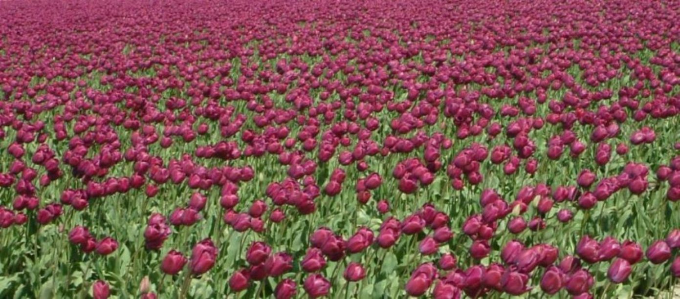 purple tulips